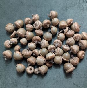 50 acorns with caps for fall crafts, real Air Dried acorns. Not Glued